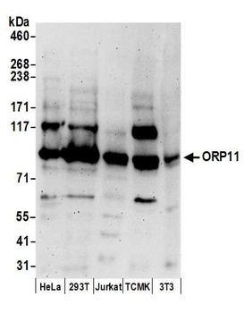 Rabbit anti-ORP11 Antibody
