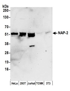 NAP-2 Antibody