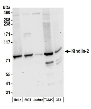 Kindlin-2 Antibody