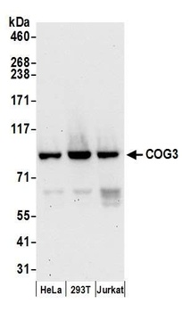 COG3 Antibody