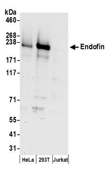 Endofin Antibody