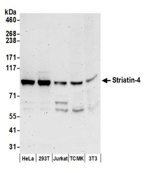 Rabbit anti-Striatin-4 Antibody