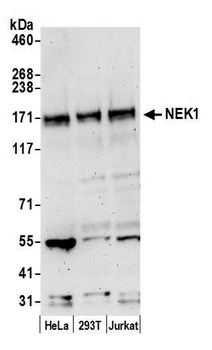 NEK1 Antibody