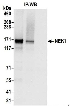Rabbit anti-NEK1 Antibody