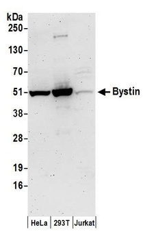 Rabbit anti-Bystin Antibody