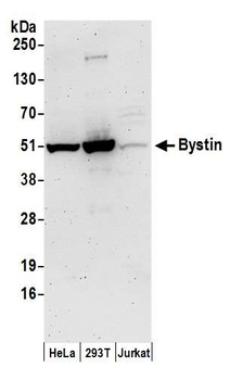 Bystin Antibody
