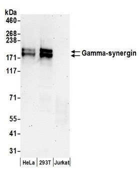 Gamma-synergin Antibody