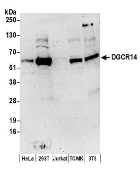 DGCR14 Antibody