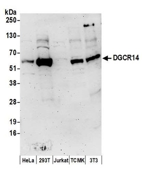 Rabbit anti-DGCR14 Antibody