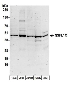 Rabbit anti-NSFL1C Antibody