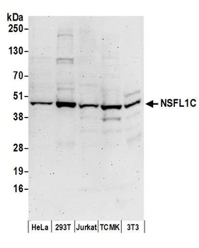 NSFL1C Antibody