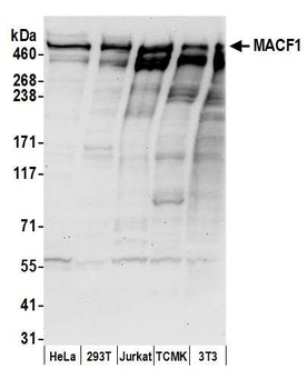 MACF1 Antibody