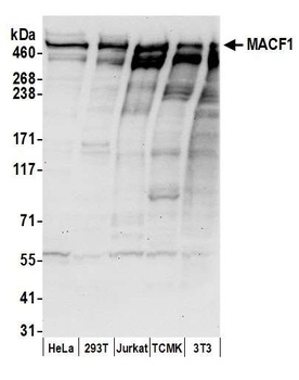 Rabbit anti-MACF1 Antibody