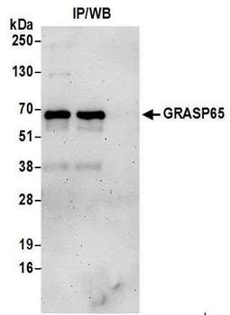GRASP65 Antibody