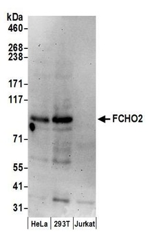 FCHO2 Antibody