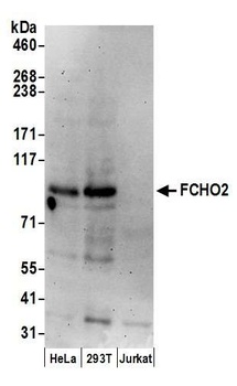 Rabbit anti-FCHO2 Antibody