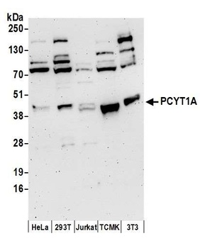 PCYT1A Antibody