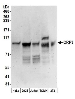 ORP3 Antibody