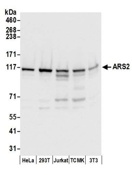 ARS2 Antibody