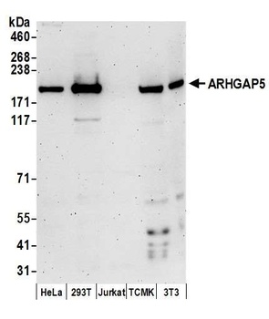 ARHGAP5 Antibody