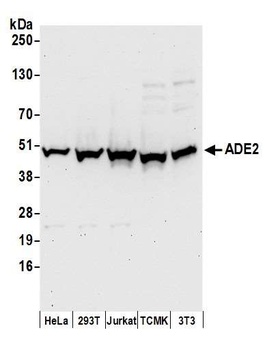 ADE2 Antibody