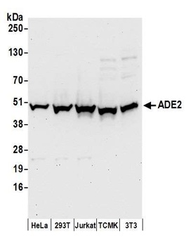 Rabbit anti-ADE2 Antibody