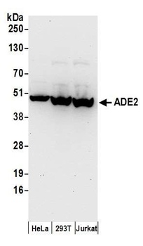 Rabbit anti-ADE2 Antibody