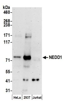 Rabbit anti-NEDD1 Antibody