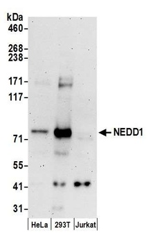 NEDD1 Antibody