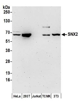 SNX2 Antibody