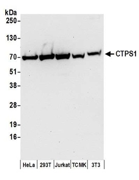 CTPS1 Antibody