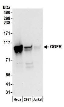 OGFR Antibody