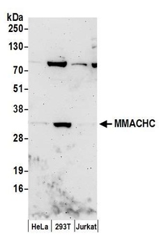 MMACHC Antibody