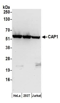 CAP1 Antibody