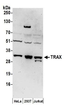 Rabbit anti-TRAX Antibody