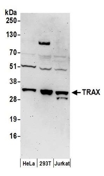 TRAX Antibody