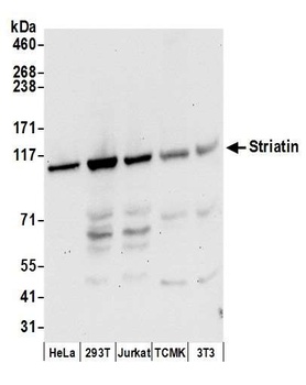 Rabbit anti-Striatin Antibody