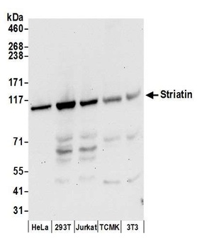 Striatin Antibody