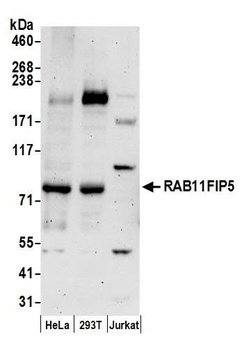 Rabbit anti-RAB11FIP5 Antibody