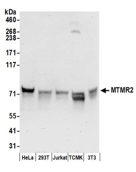 Rabbit anti-MTMR2 Antibody