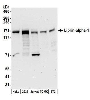 Liprin-alpha-1 Antibody