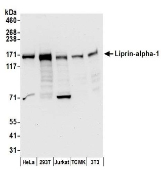 Rabbit anti-Liprin-alpha-1 Antibody