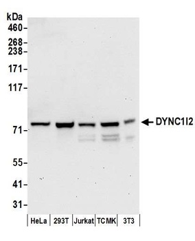 Rabbit anti-DYNC1I2 Antibody