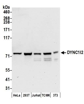 DYNC1I2 Antibody