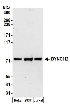 Rabbit anti-DYNC1I2 Antibody