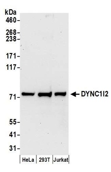 DYNC1I2 Antibody