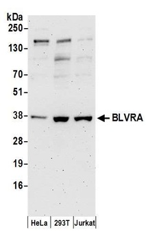 BLVRA Antibody