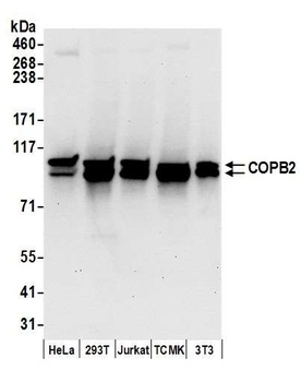 Rabbit anti-COPB2 Antibody