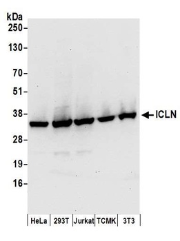 ICLN Antibody