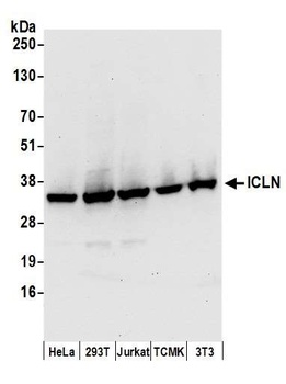Rabbit anti-ICLN Antibody